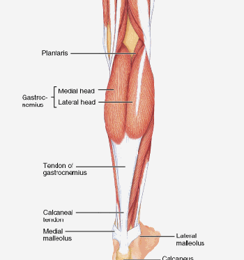 calf muscles