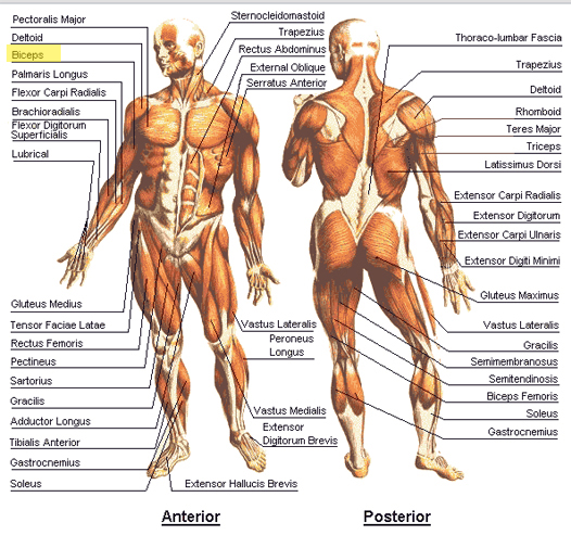 biceps exercises