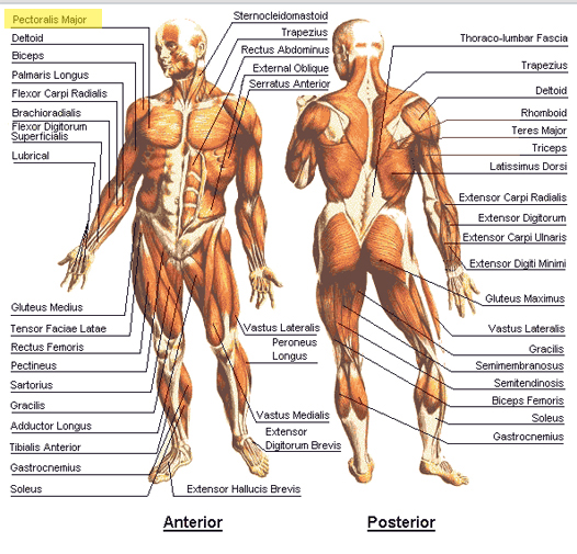 chest exercises
