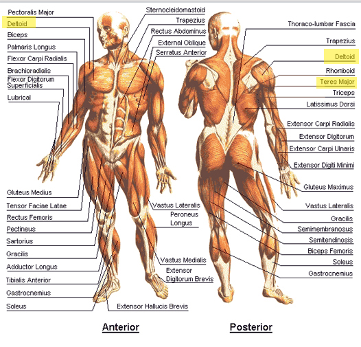 shoulders and rotator cuff exercises