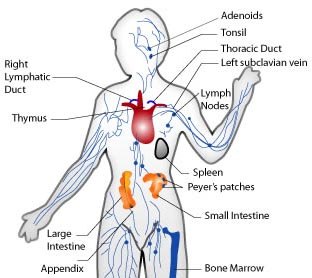 immune system