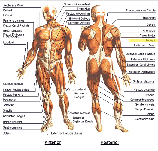 triceps exercises